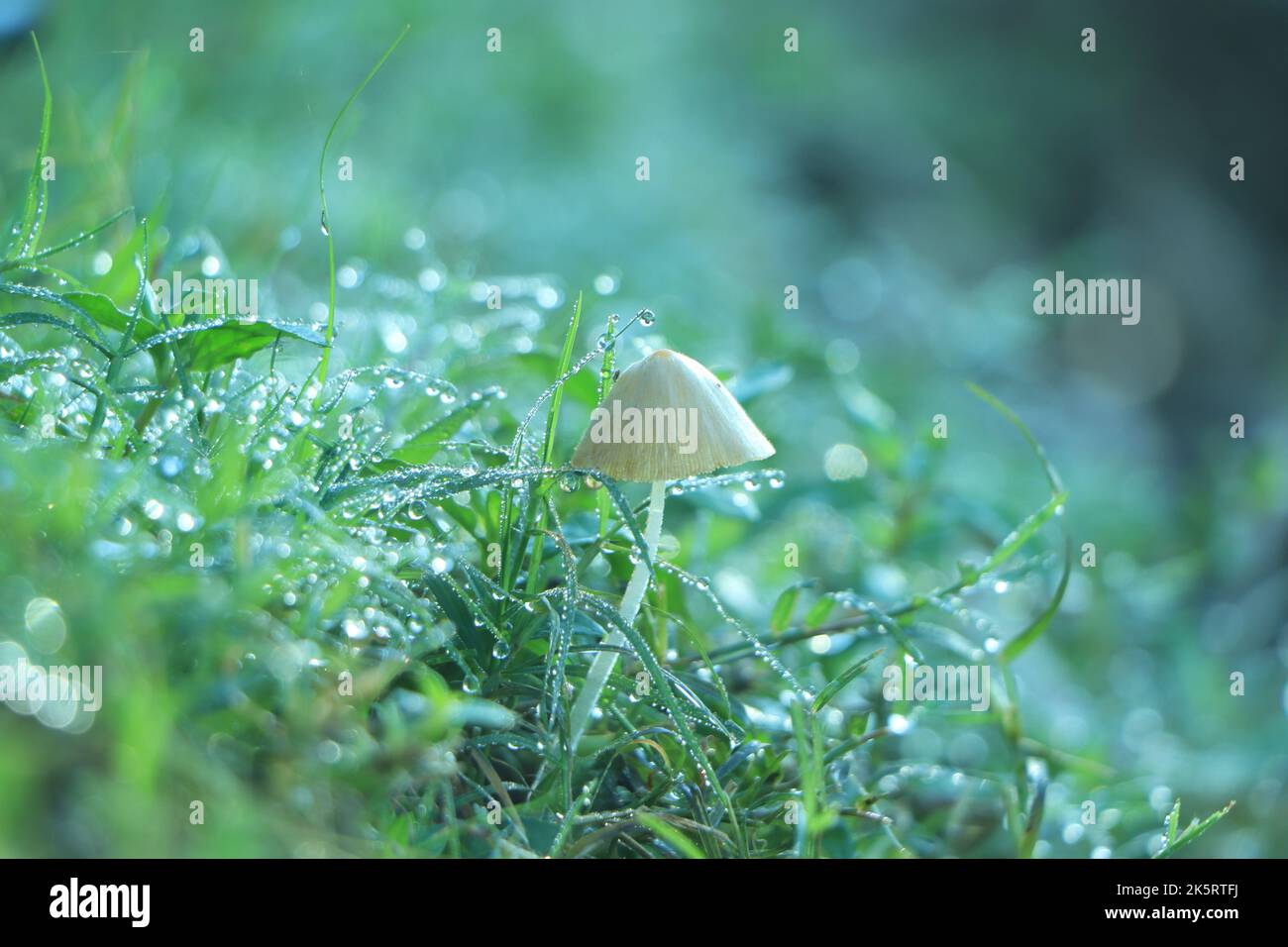 Beautiful horizontal closeup of a tiny mushroom growing on tee trunk with green moss and dark forest background. Stock Photo