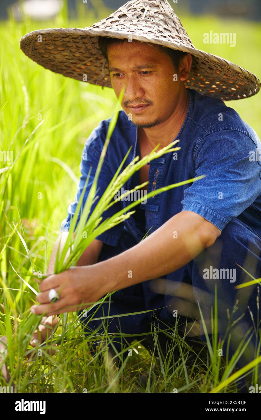 Keeping traditions alive. A rice farmers harvests his rice with a scythe - Thailand. Stock Photo