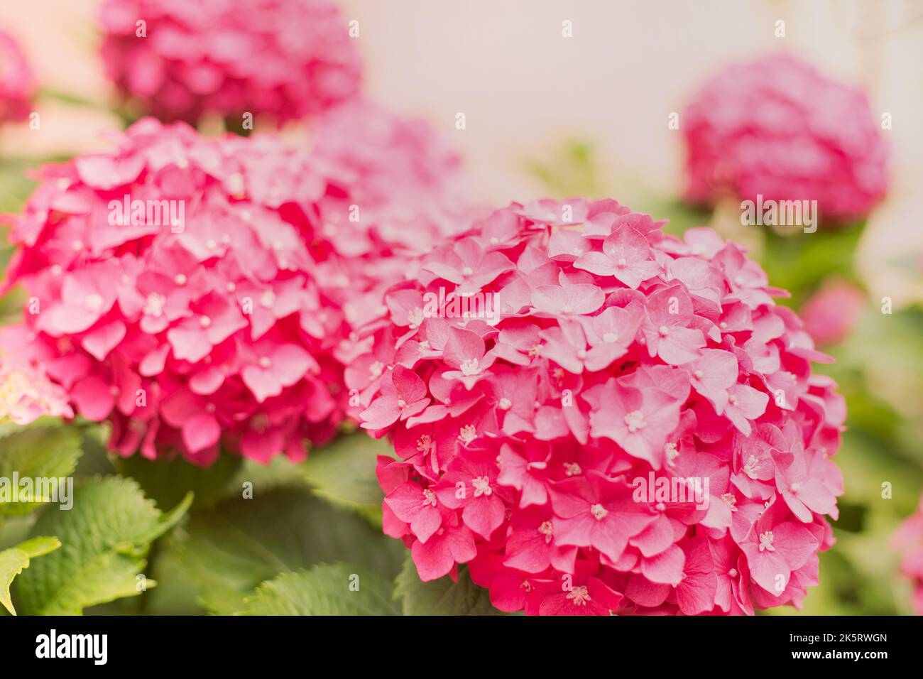 Close Up Light Pink Hortensia Fresh Flowers Blur Background Stock Photo ...