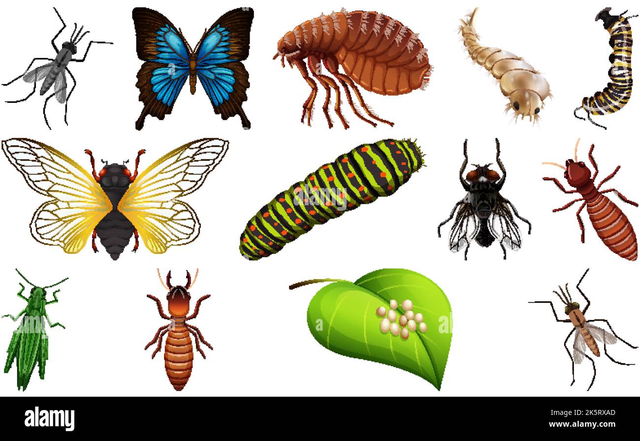 Three Different Insects Different kinds of insects collection illustration Stock Vector Image ...