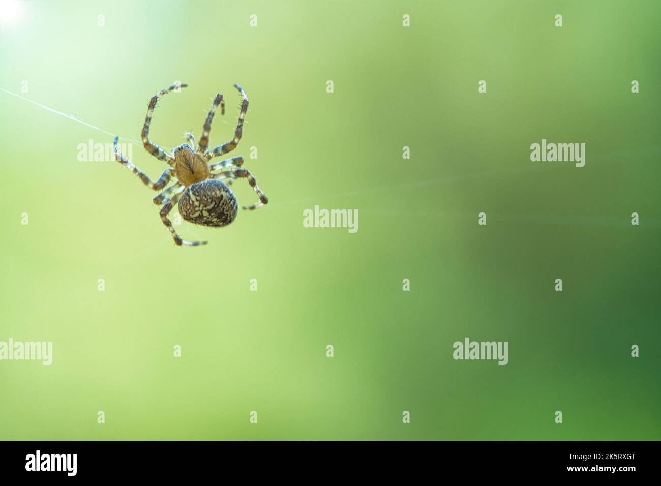 Cross spider crawling on a spider thread. Halloween fright. Blurred background. A useful hunter among insects. Arachnid. Animal photo from the wild. Stock Photo