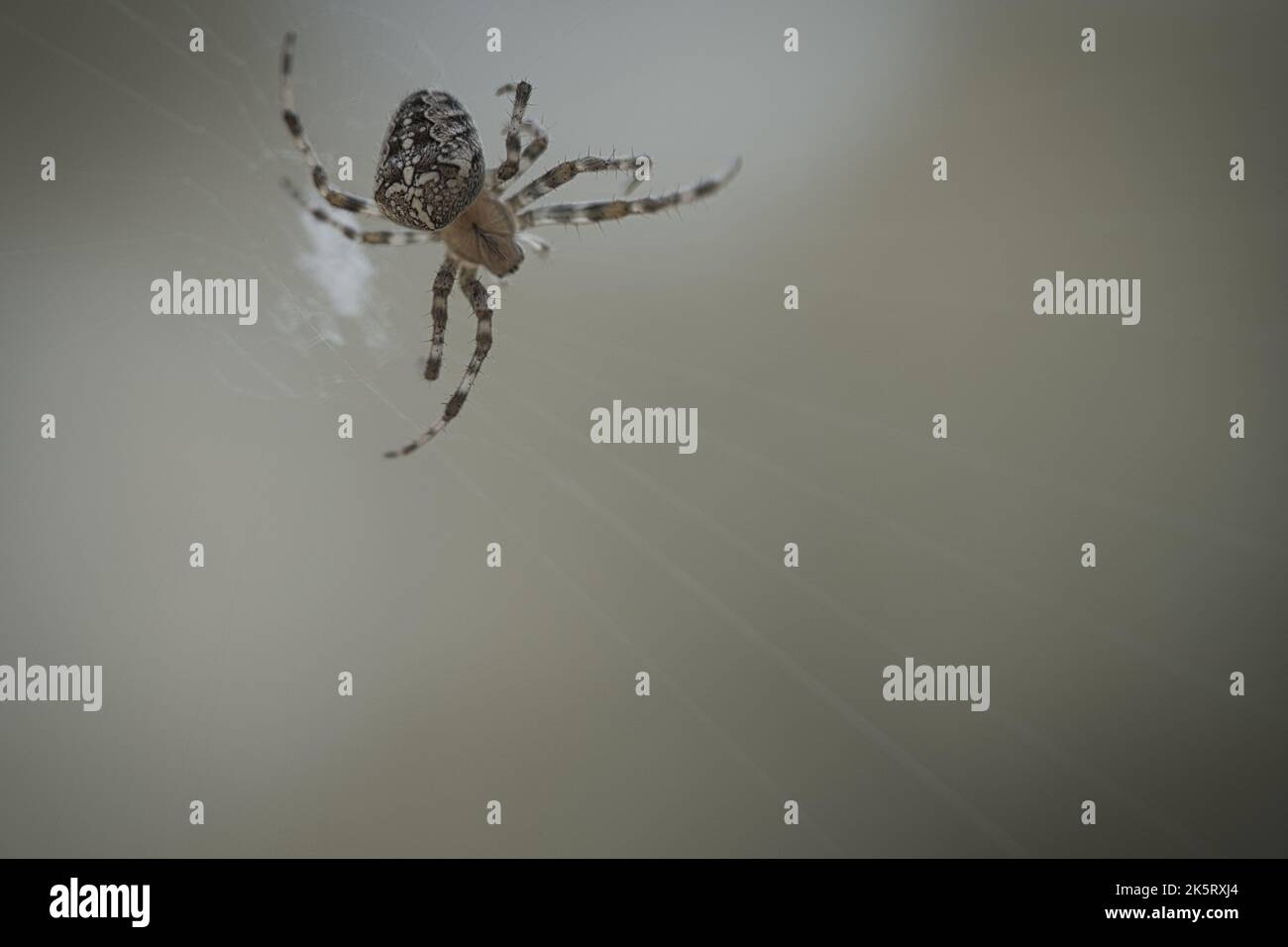 Cross spider in a spider web, lurking for prey. Blurred background. A useful hunter among insects. Arachnid. Animal photo from the wild. Stock Photo