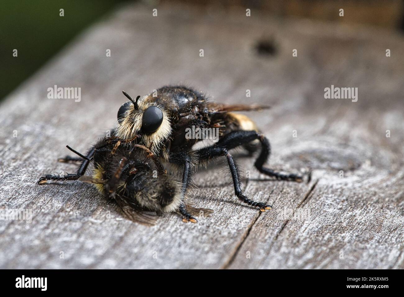 Yellow murder fly or yellow robber fly with a bumblebee as prey. The insect is sucked out by the hunter. Yellow black hairs cover the hunter. Macro sh Stock Photo