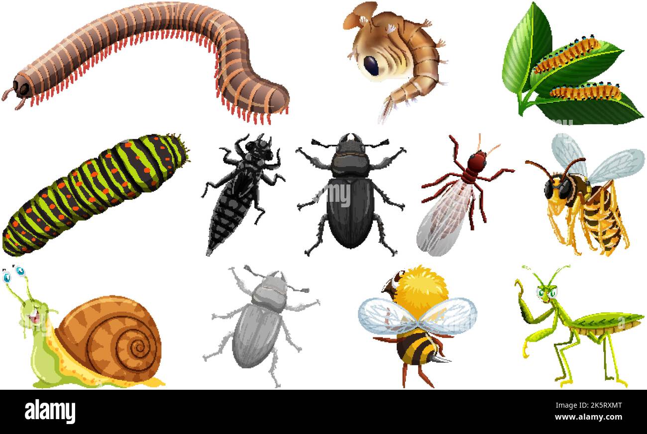 Different kinds of insects collection illustration Stock Vector Image ...