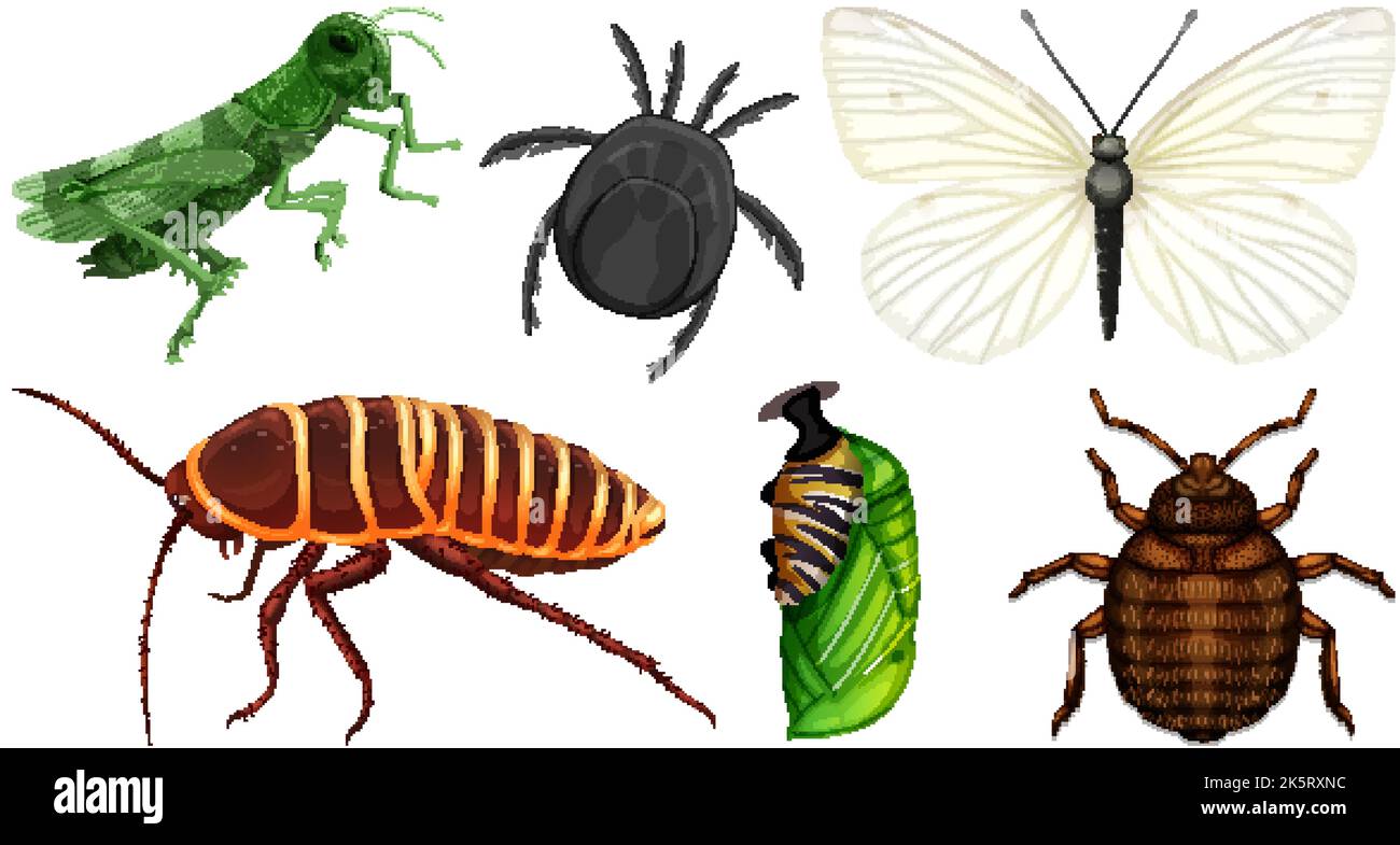 Set of different kinds of insects illustration Stock Vector Image & Art ...