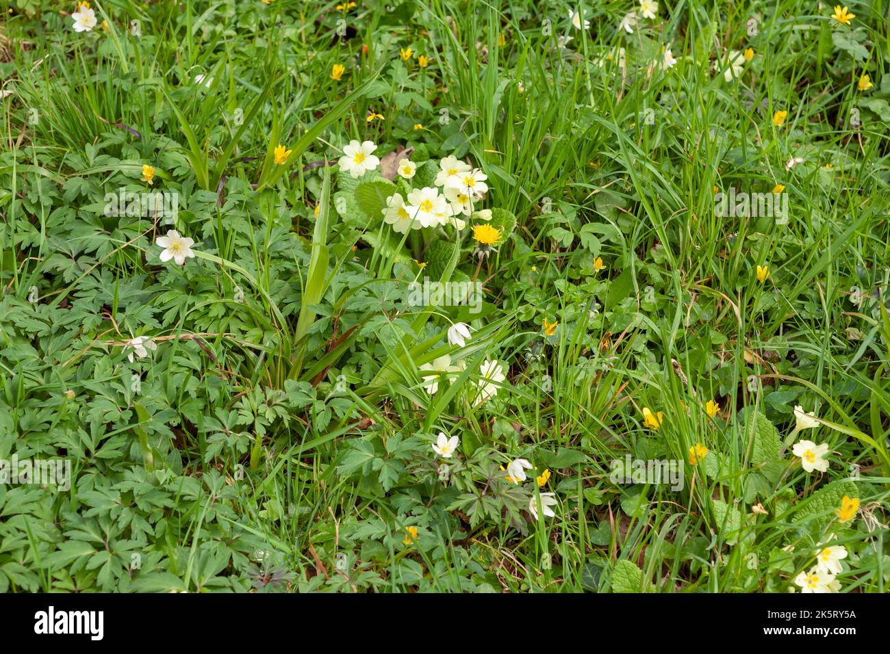 Meadow wild flowers, including primroses, celandine, dandelions and anemone in RHS Rosemoor, Devon, UK Stock Photo
