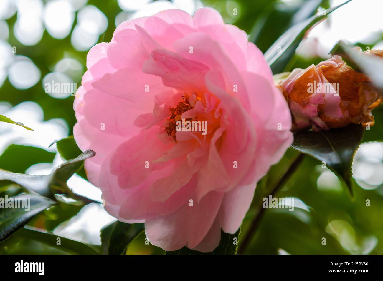 Camellia williamsii x Crinkles in RHS Rosemoor, Devon, UK Stock Photo