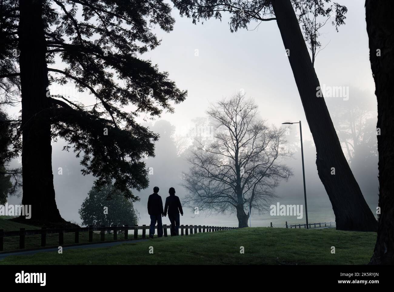 Couple walking in the fog among big trees in a park, Hamilton Lake, New ...