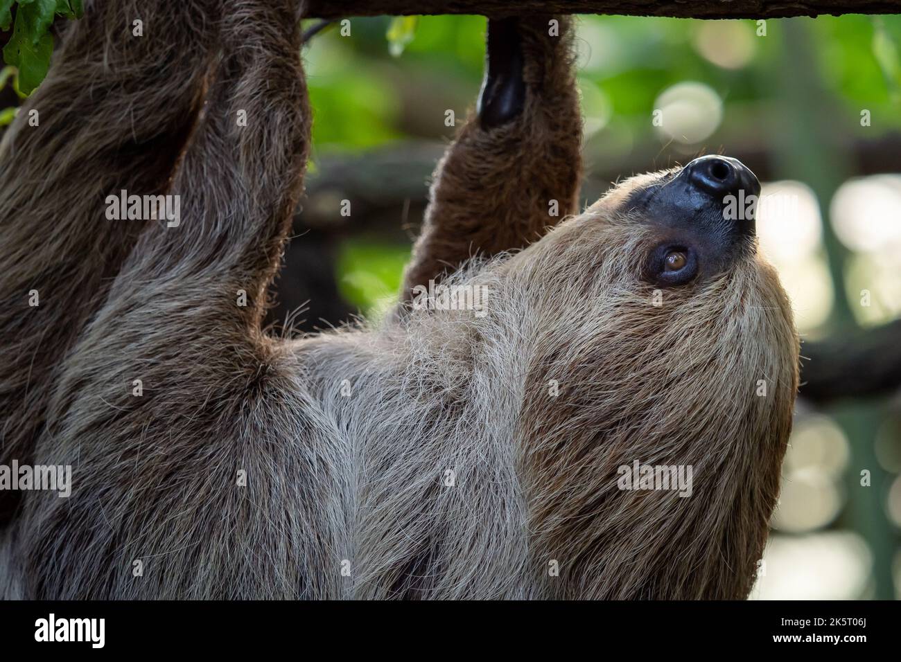 Two-toed Sloth animal climbing upside down on hanging tree branch