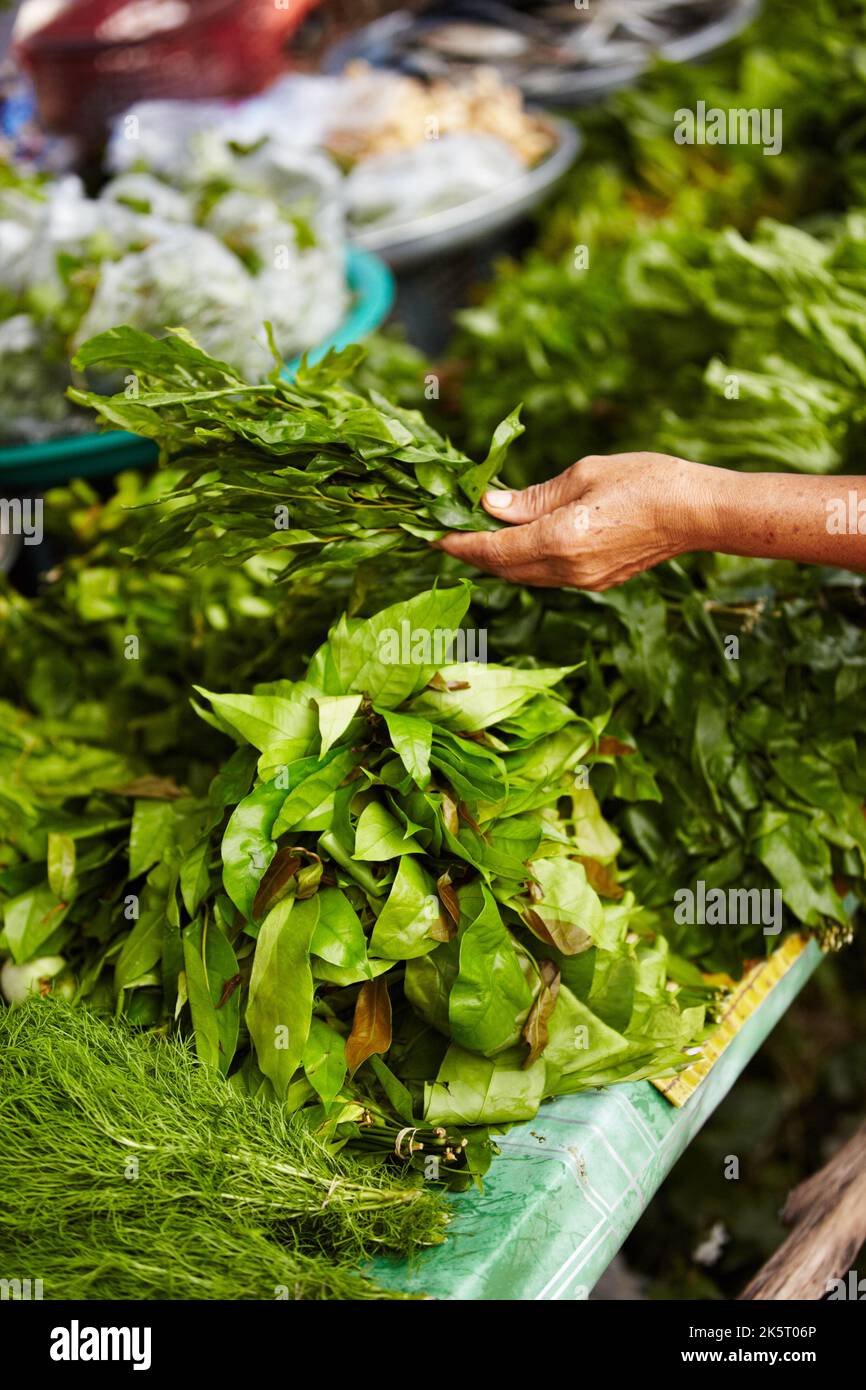 Thai traditional herbs. Closeup of a person holding leafy green Thai basil at a market. Stock Photo