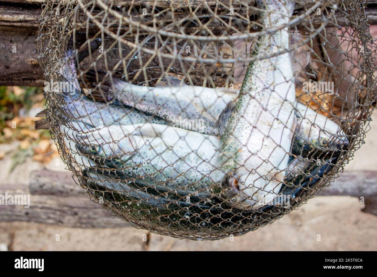 fishing rods at the fence and a net with a catch of fish Stock Photo