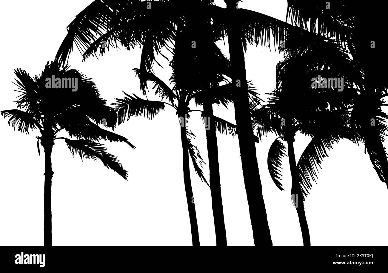 Coconut Palm Tree Silhouette. Vector Illustration. Stock Vector