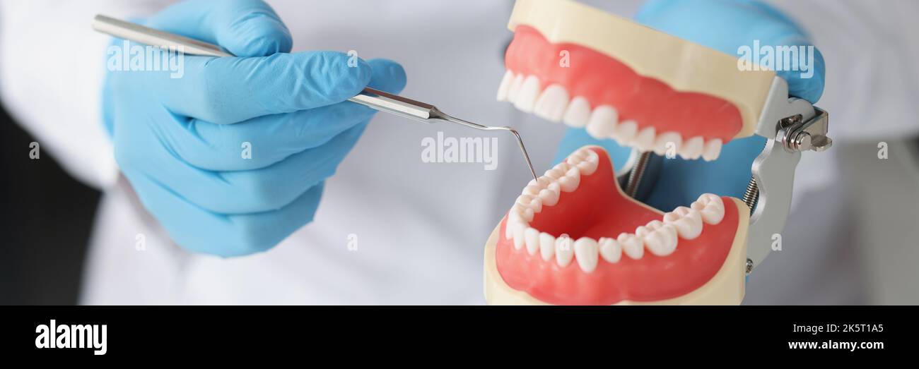 Dentist holds dental tool and jaw with beautiful teeth Stock Photo - Alamy