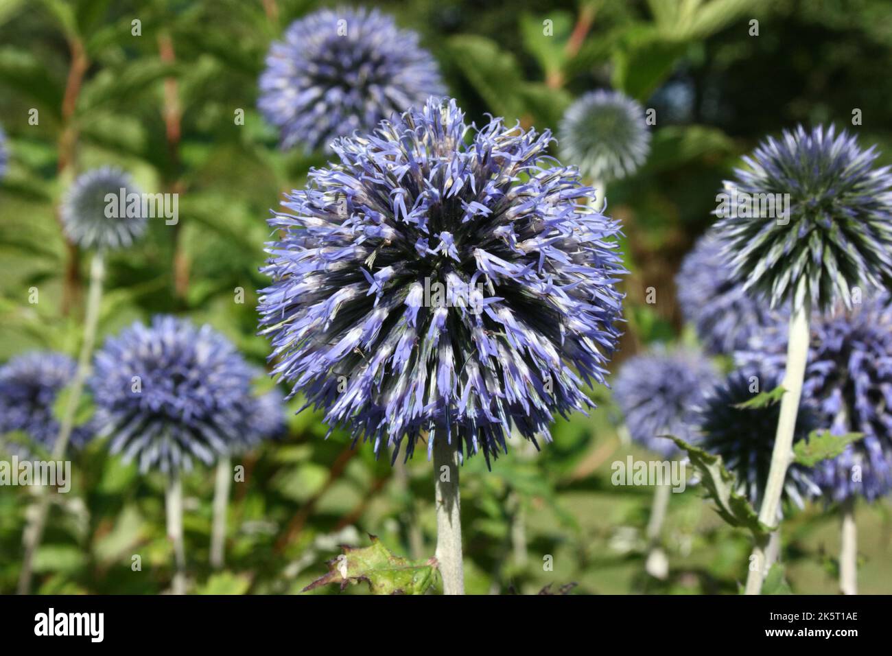 Globe thistle(Echinops ritro) flowers Stock Photo Alamy