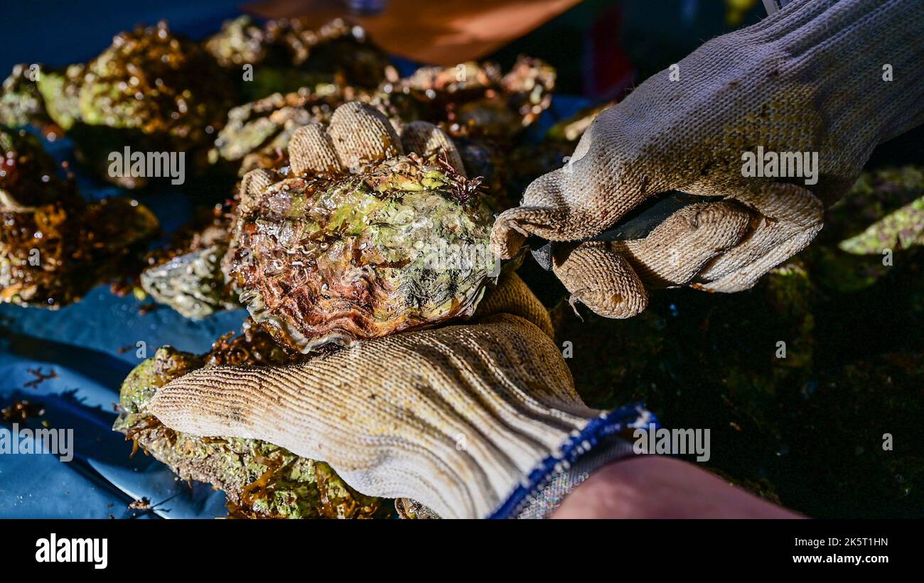 Fresh oyster being opened Stock Photo
