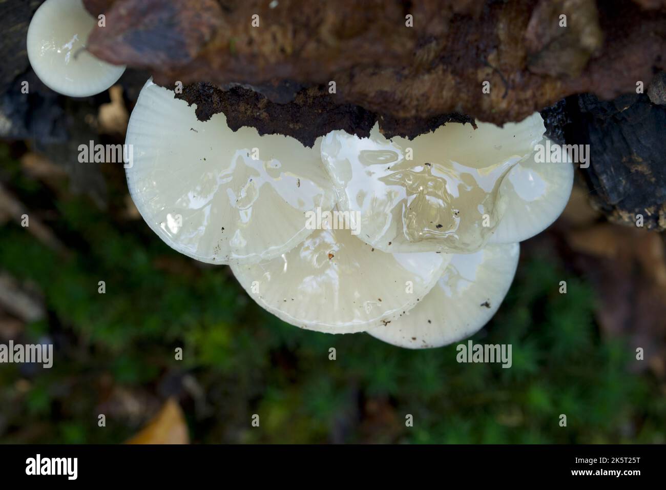 Porcelain fungi white slimy mushrooms Stock Photo Alamy