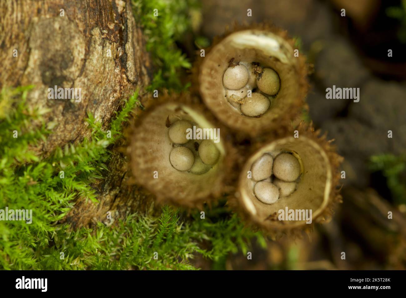 Fluted bird's nest fungi UK Stock Photo Alamy