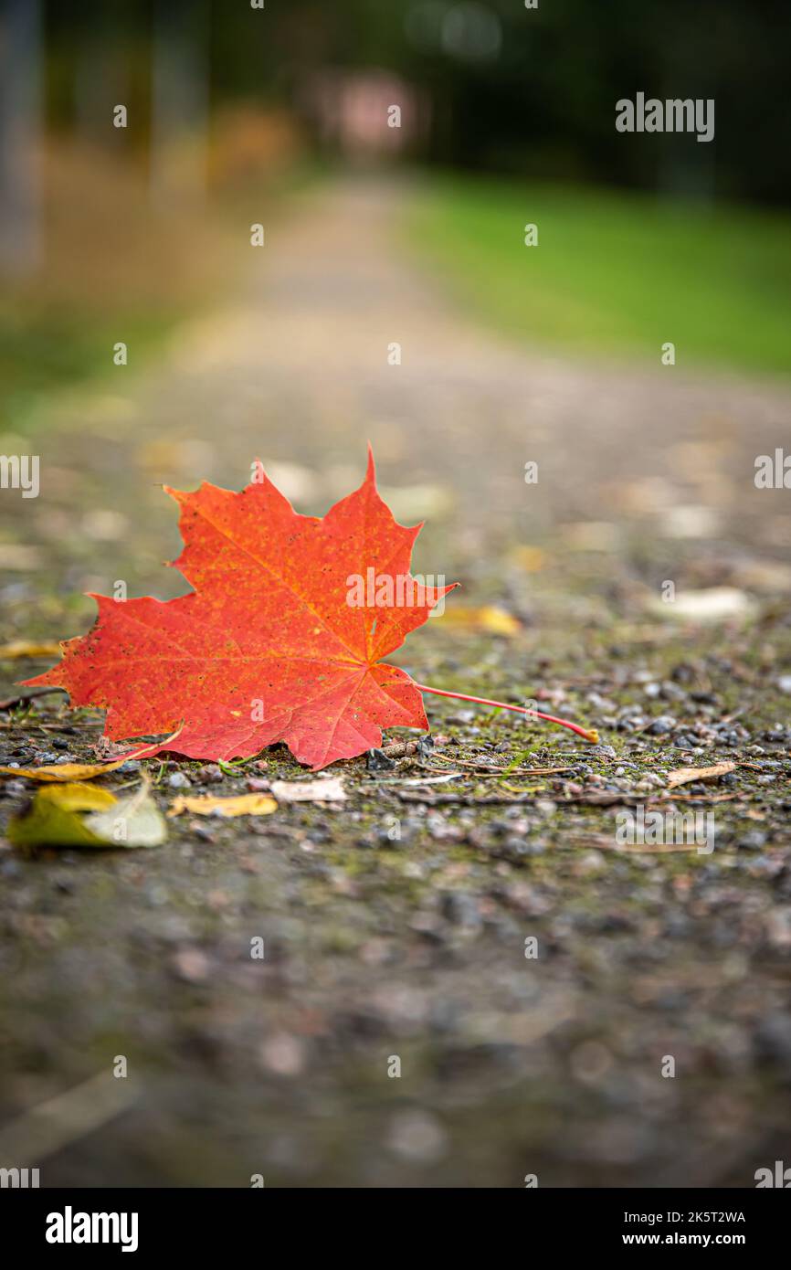 A vertical close-up shot of a fallen yellow leaf on the ground Stock ...
