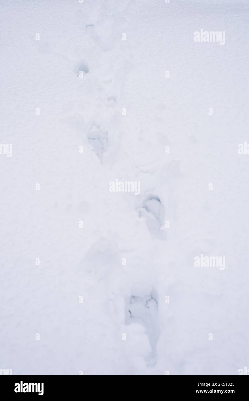 winter background texture fresh snow surface covering ground and ...