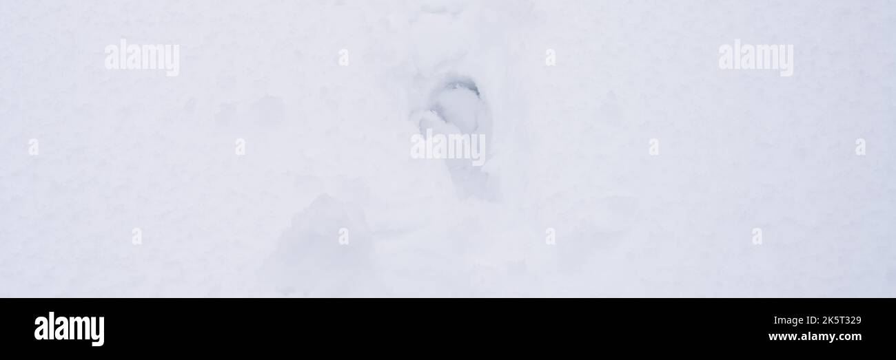 winter background texture fresh snow surface covering ground and footprint from the sole of a shoe on path. white icy frozen snowflakes on light calm Stock Photo