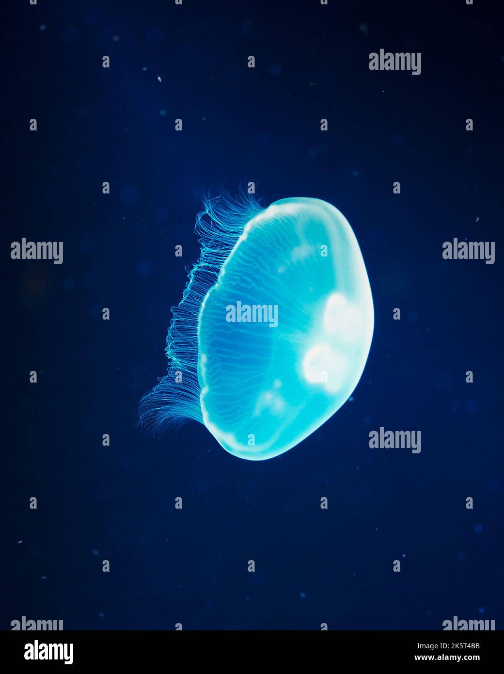 A vertical shot of a blue, glowing jellyfish under the sea Stock Photo ...