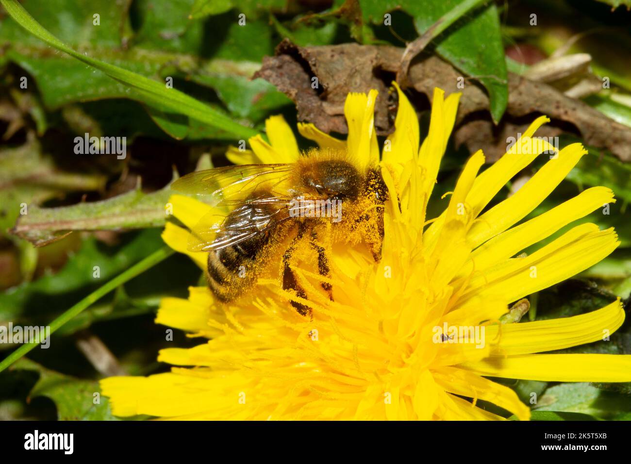 Bee pollen covered hi-res stock photography and images - Alamy