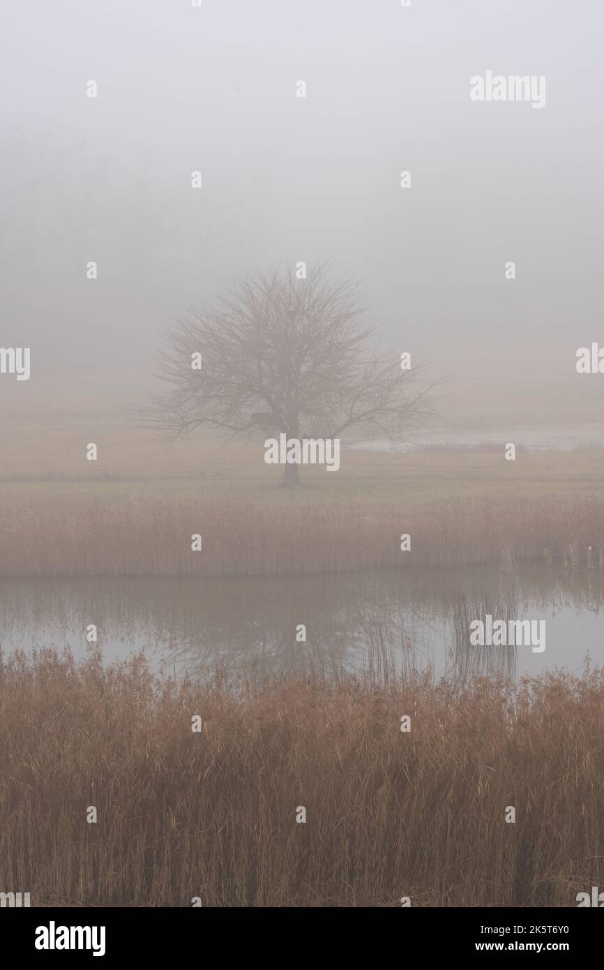 Silhouette of lonely walnut tree in fog on frozen swiss field Stock ...