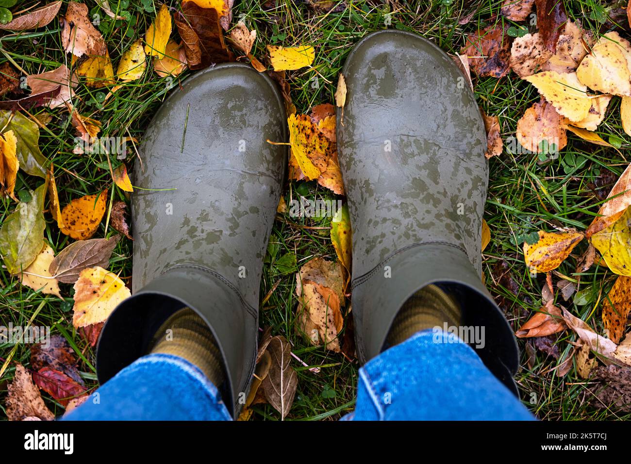 Feet in rubber boots standing in wet grass with coloured fallen leaves ...