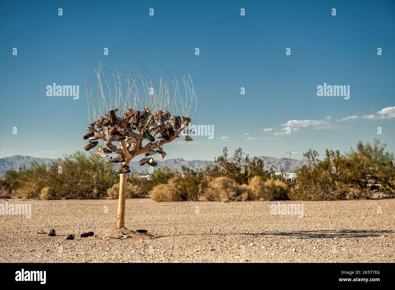 The Sole Tree in Slab City, which is an alternative lifestyle community