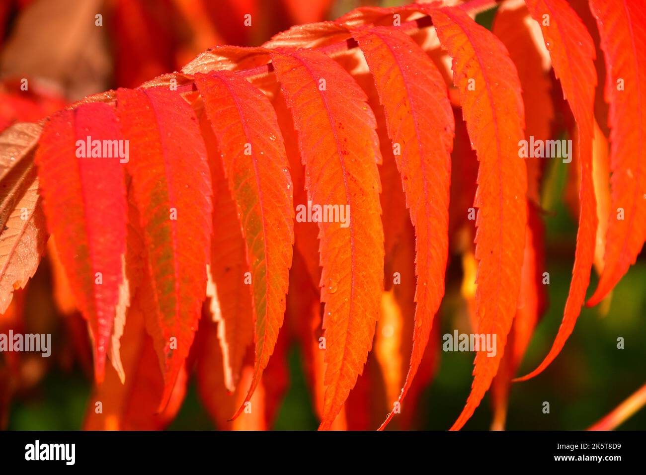 Vibrant red sumac tree hi-res stock photography and images - Alamy