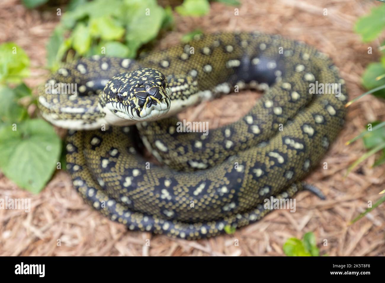 Australian Diamond Python; Morelia spilota spilota Stock Photo - Alamy