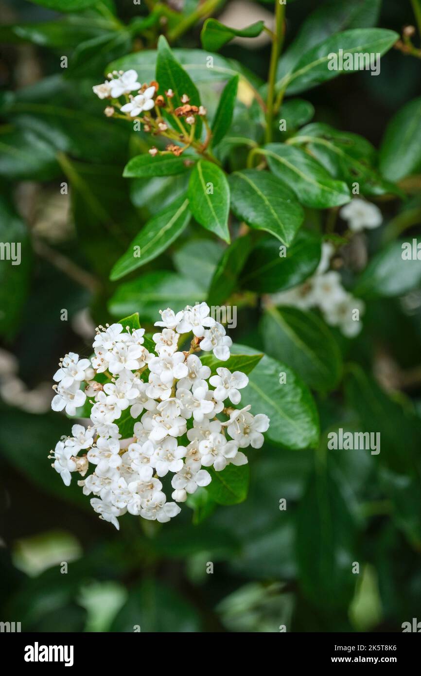 Viburnum tinus 'Lucidum', laurustinus 'Lucidum', Viburnum 'Lucidum