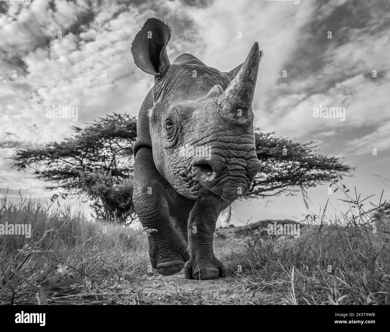 Rhino selfie. Africa: THESE INCREDIBLE images from a British photographer capture all the drama of African wildlife from sparring zebras to up close i Stock Photo