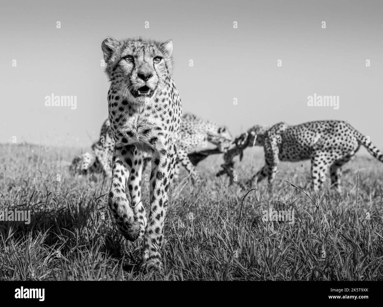 A cheetah spots something. Africa: THESE INCREDIBLE images from a ...