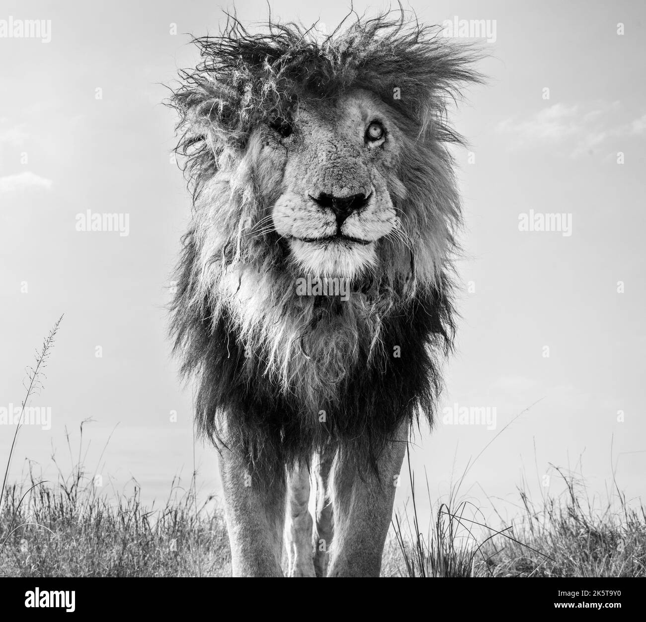 Bed head. Africa THESE INCREDIBLE images from a British photographer