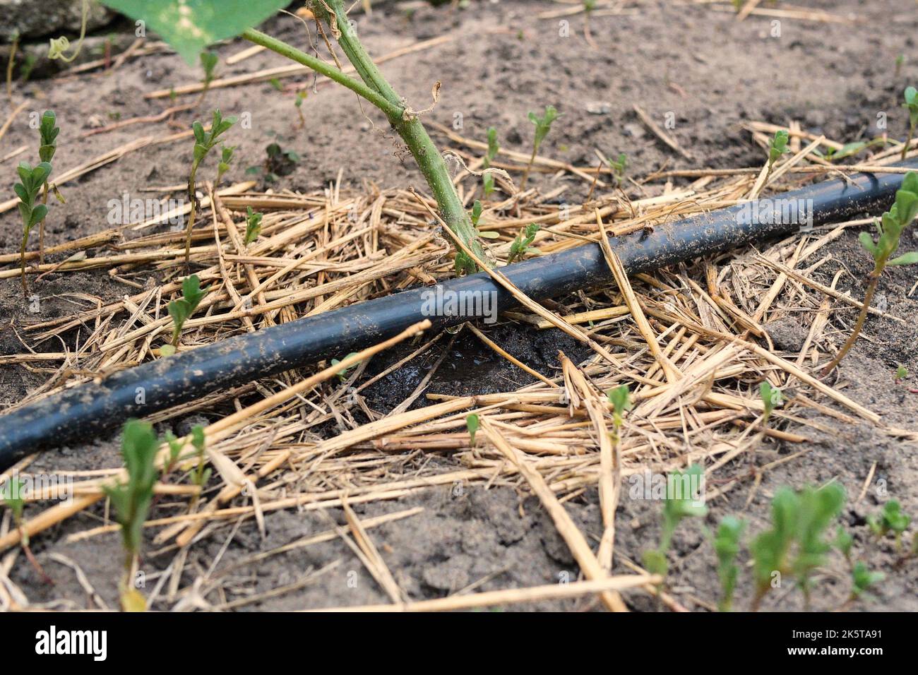 drip watering of the plant. Water drips onto the drip irrigation system