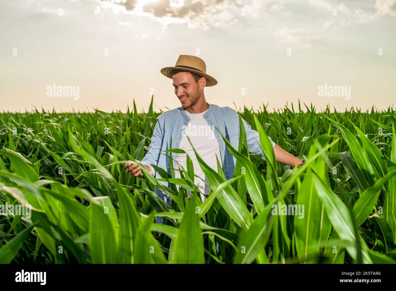 Happy farmer is standing in his growing corn field and examining crops ...