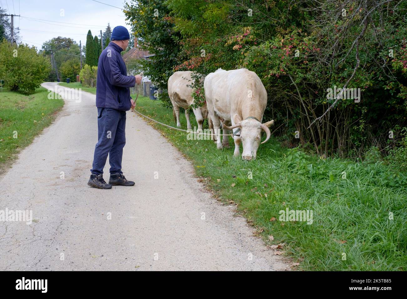 local man walking his two dairy cows to pasture through small rural hamlet lane zala county hungary Stock Photo