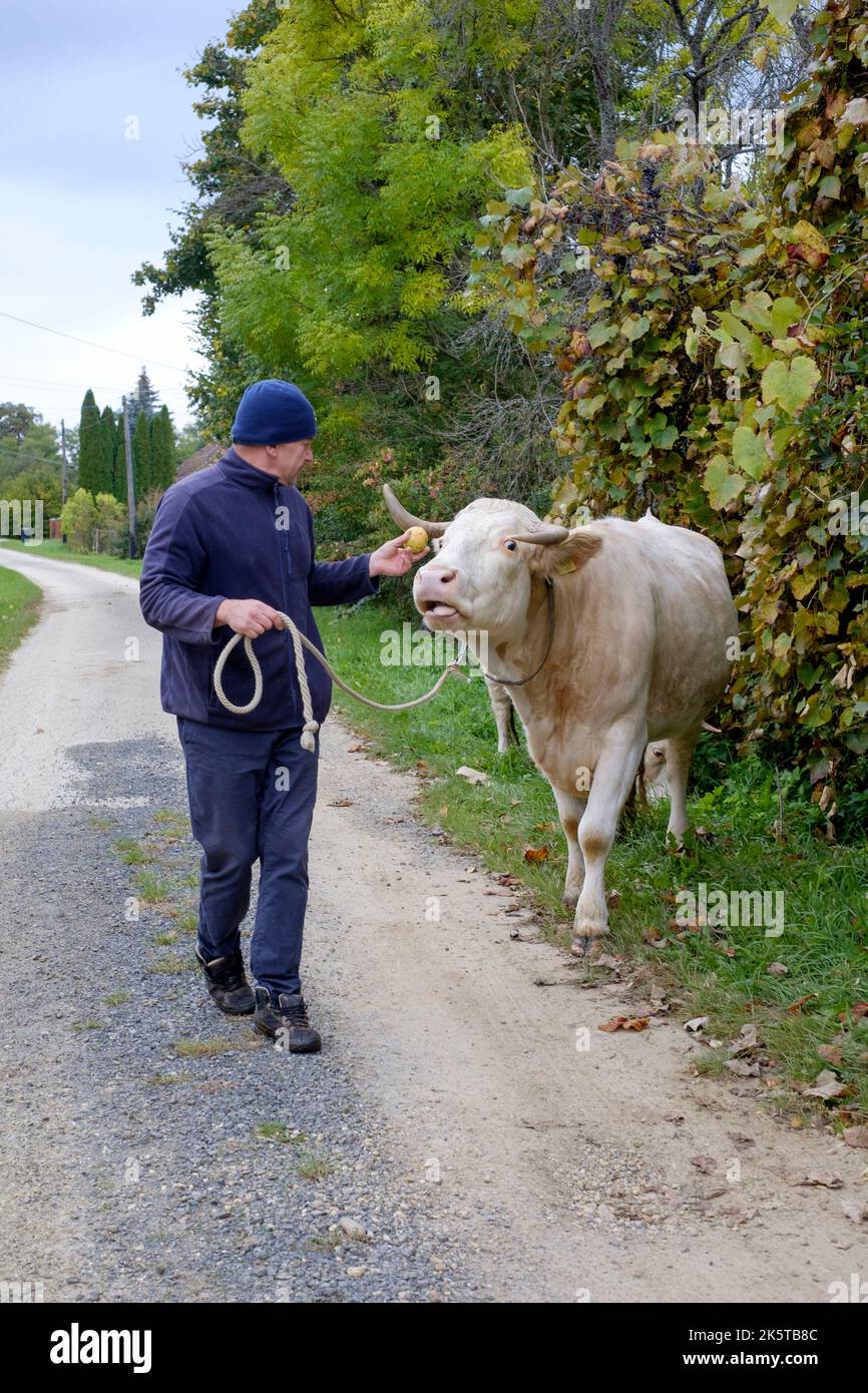 local man walking his dairy dairy cows to pasture through small rural hamlet lane enticing one with fresh apples zala county hungary Stock Photo