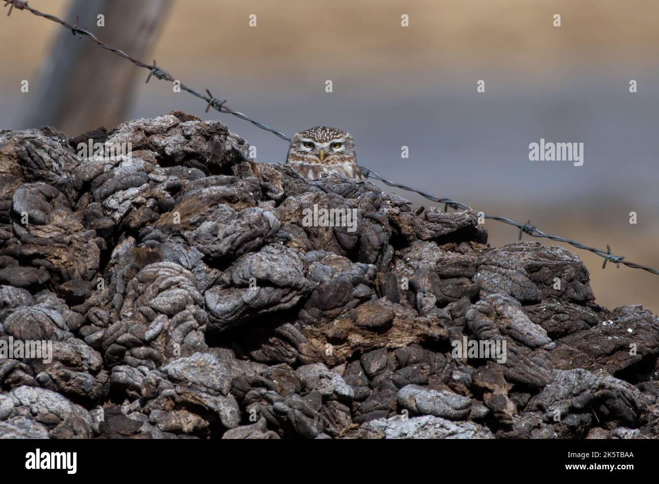 The little owl photographed near Gurudongmar Lake in Sikkim, India Stock Photo