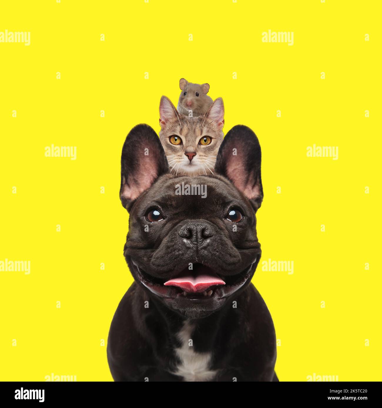 adorable trio of american bully dog with tongue exposed, tabby cat and a little mouse in front