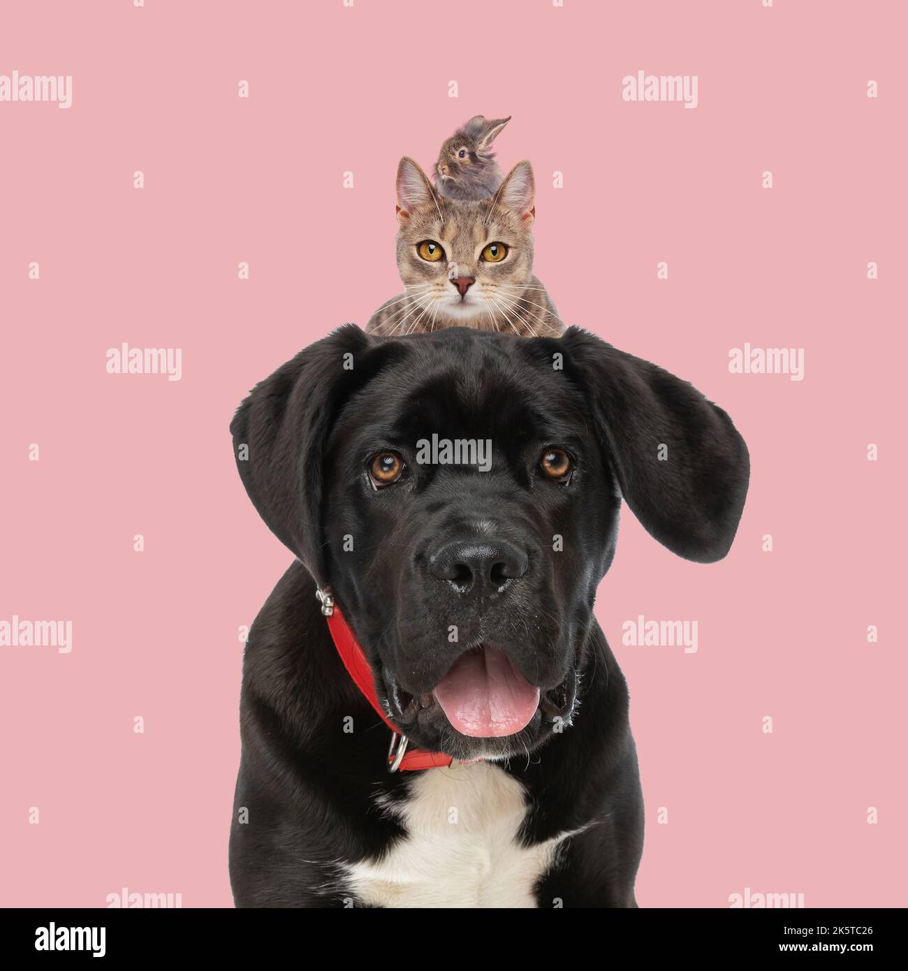 cute black labrador retriever dog with tabby cat and rabbit above head ...