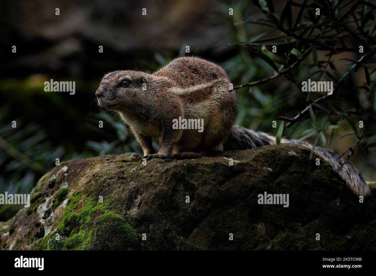 Cape ground squirrel or South African ground squirrel (Geosciurus inauris) is found in most of the drier parts of southern Africa from South Africa. - Stock Image