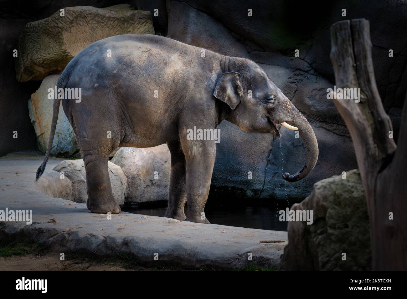 asian-elephant-elephas-maximus-is-the-largest-living-land-animal-in