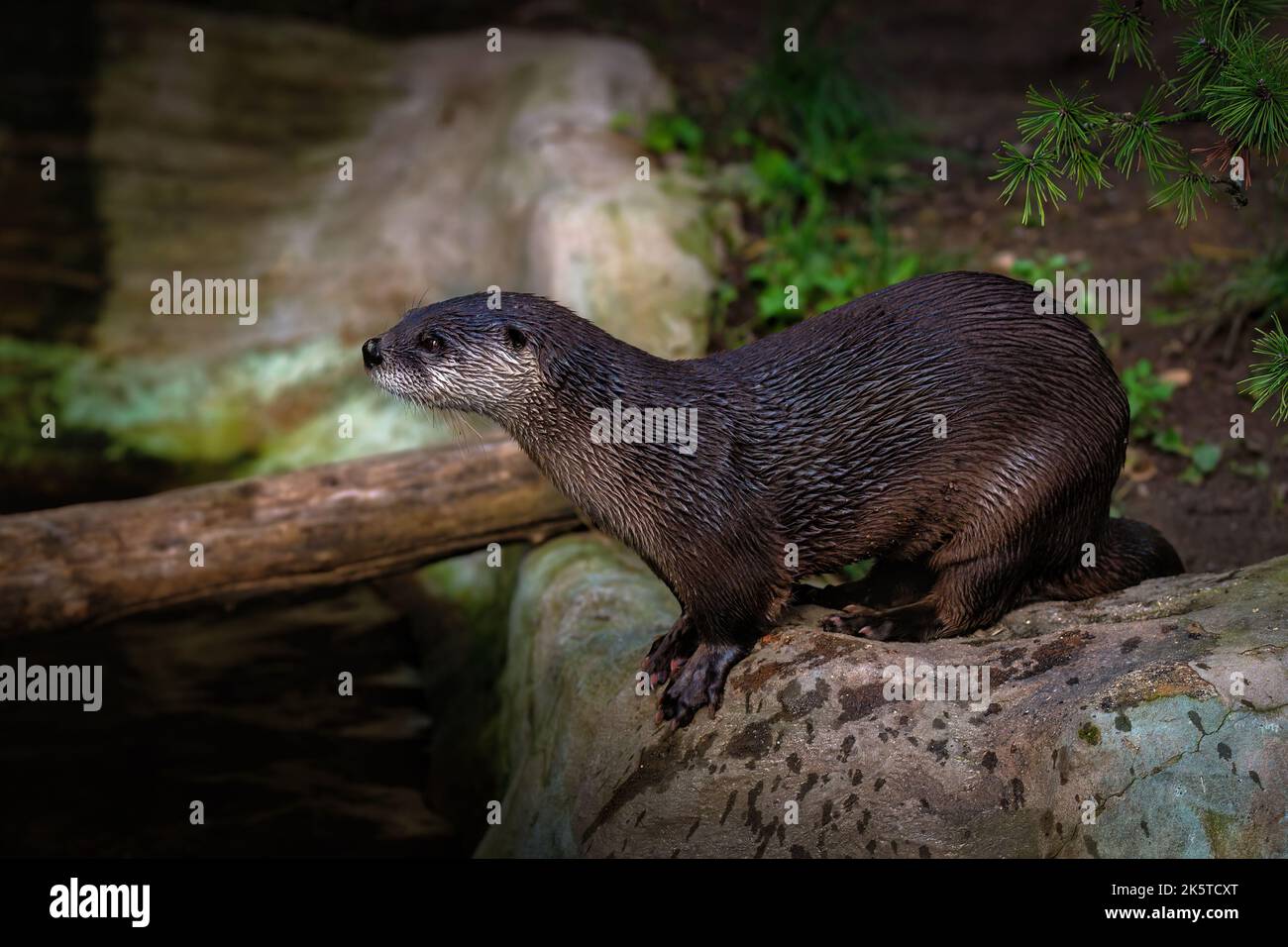 The North American river otter (Lontra canadensis), also known as the northern river otter and river otter. - Stock Image