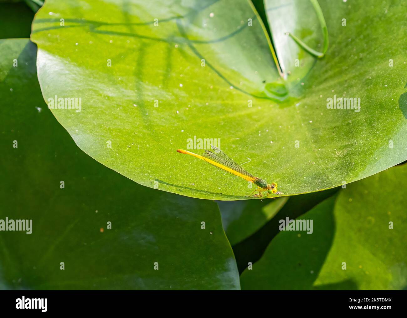 A Damselfly sitting on a leaf of waterlily Stock Photo - Alamy