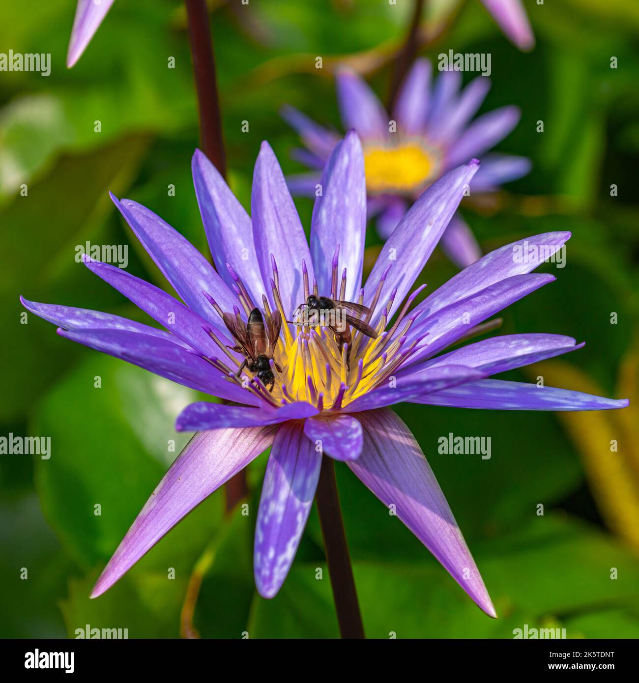 Bees on water lily hi-res stock photography and images - Alamy