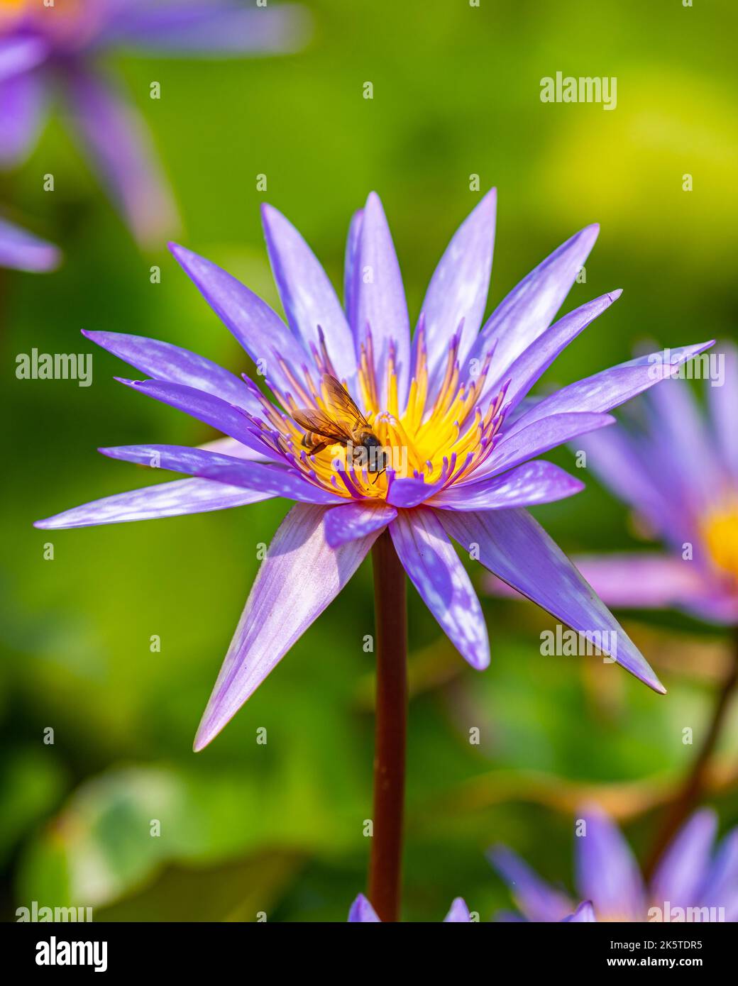 Bee on a purple waterlily Stock Photo - Alamy