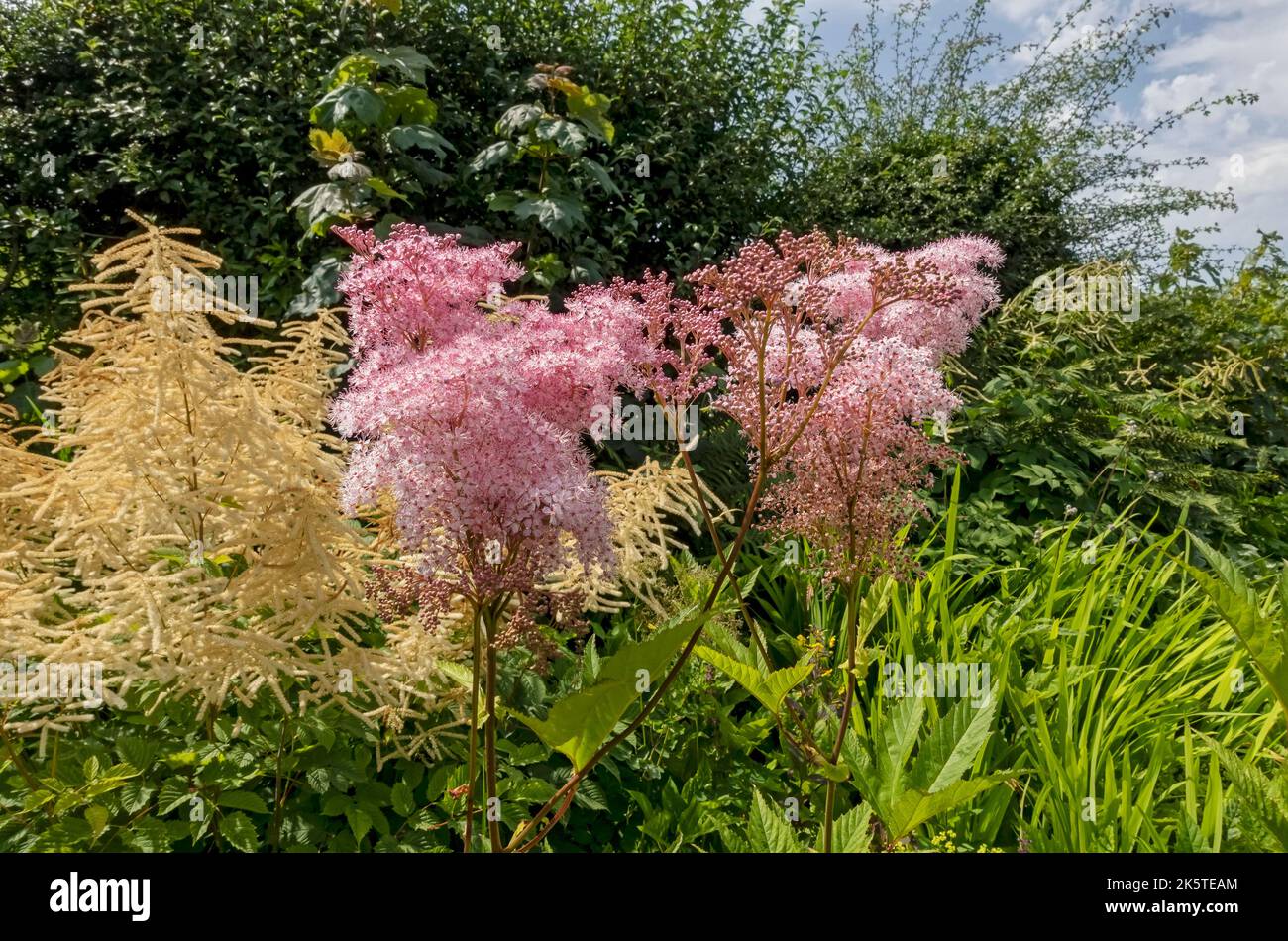 Close up of pink Filipendula rubra venusta meadowsweet flowers flower flowering growing in border in summer England UK United Kingdom GB Great Britain Stock Photo