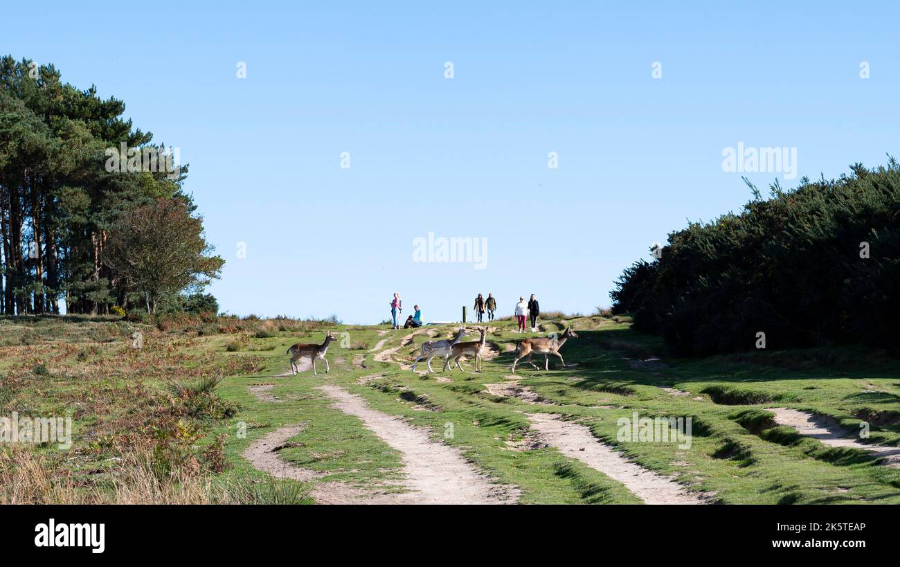 Deer wander across Ashdown Forest , East Sussex , England UK Ashdown